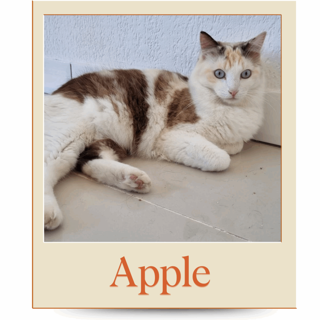 Gatinho Adoção Porto Alegre