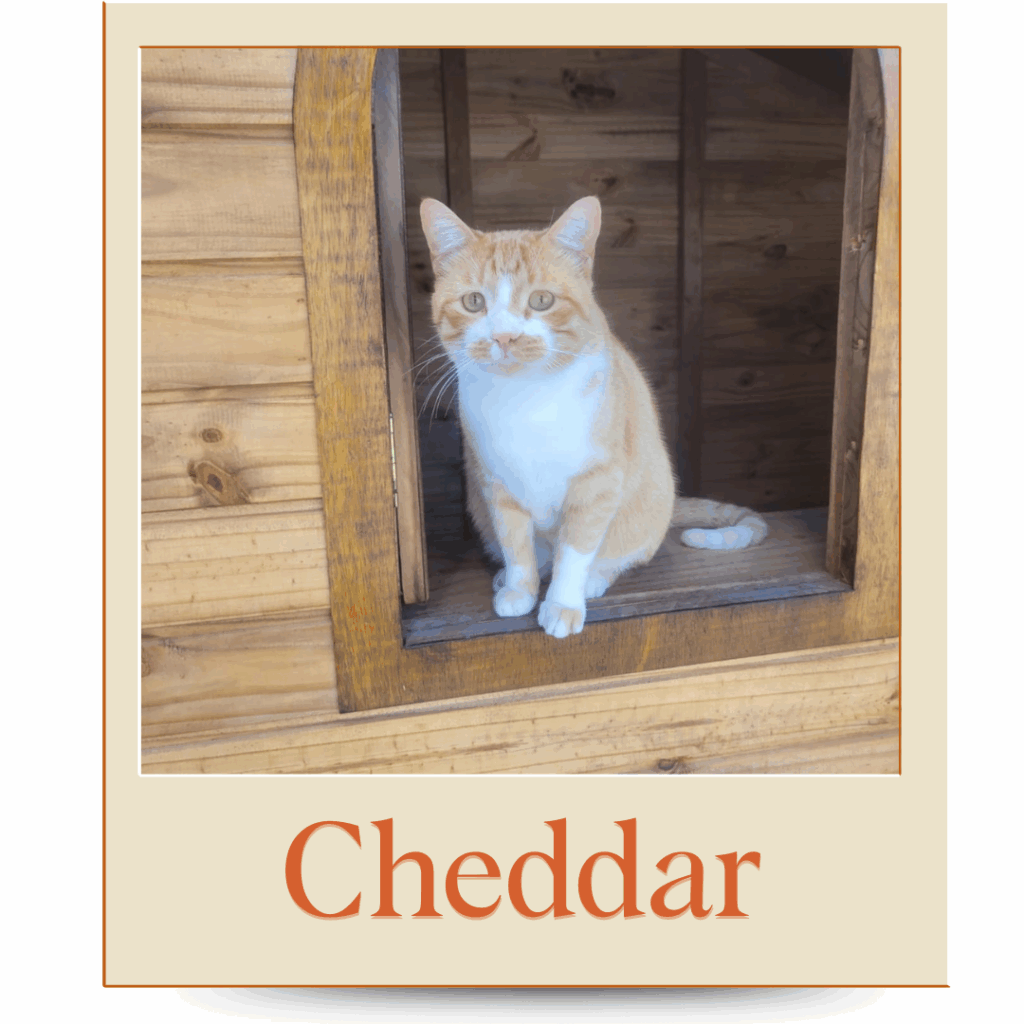 Gatinho Adoção Porto Alegre
