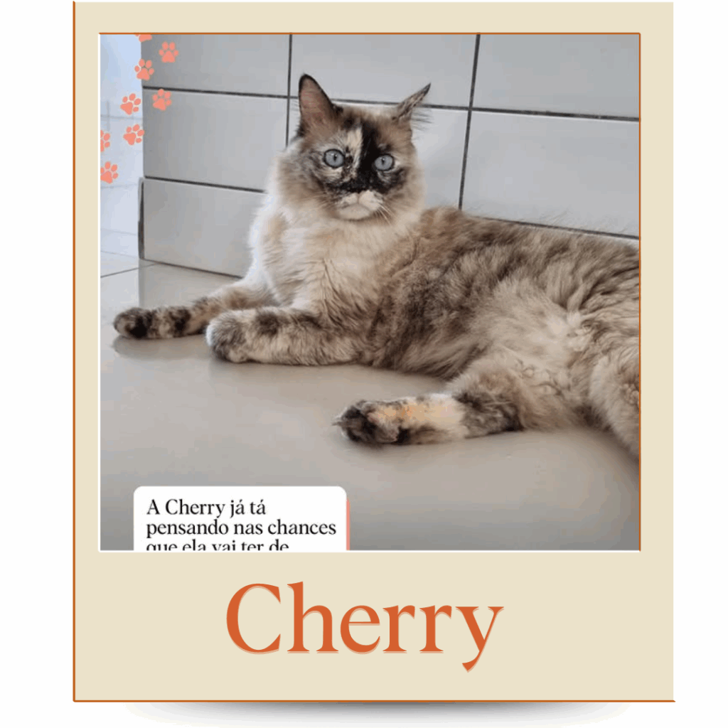 Gatinho pra Adoção Porto Alegre