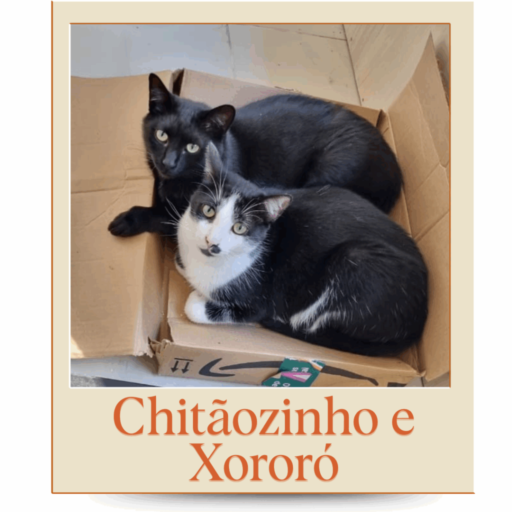 Gatinho Adoção Porto Alegre