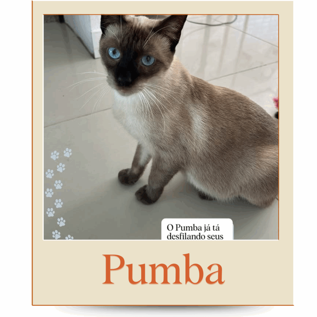 Gatinho pra Adoção Porto Alegre